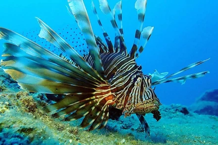 Vẻ đẹp thiên nhiên hoang dã qua ống kính nhiếp ảnh