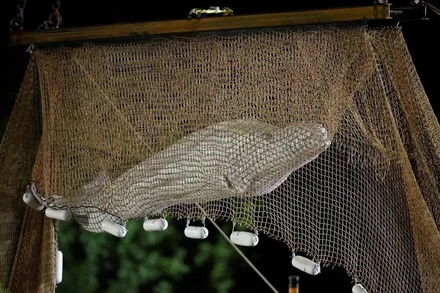 Cá voi Beluga đi lạc vào sông Seine được đưa lên khỏi mặt nước bằng một tấm lưới lớn. (Ảnh: Reuters)