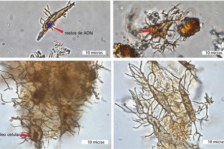 Các tế bào xương trong hóa thạch rùa biển được khai quật dọc bờ biển Caribbe của Panama năm 2015. (Ảnh: Reuters)
