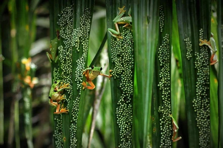 Ấn tượng động vật hoang dã qua lăng kính nhiếp ảnh