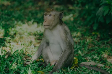 [Video] Chung tay bảo tồn động, thực vật hoang dã 