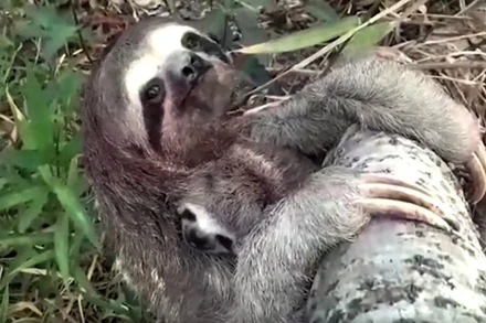 Lười con gặp lại mẹ sau khi chạy trốn khỏi cháy rừng ở Bolivia