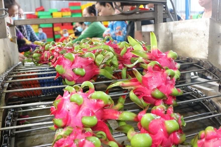 Sự khác biệt về mùa vụ là lợi thế lớn giúp rau quả tươi Việt Nam xâm nhập thị trường Thụy Điển, đặc biệt là các sản phẩm rau quả nhiệt đới. (Ảnh minh họa: TTXVN) 