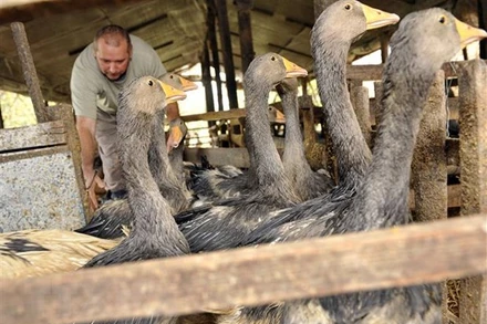 Trang trại nuôi ngỗng ở làng Ujkigyos, Hungary. (Ảnh: AFP/TTXVN)