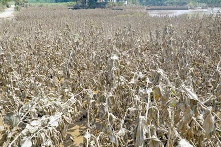 Cơn bão số 3 đã biến vùng dâu tằm ở xã Việt Thành - “thủ phủ” nghề trồng dâu, nuôi tằm của huyện Trấn Yên trở nên tan hoang, xơ xác. (Ảnh: Báo Yên Bái) 