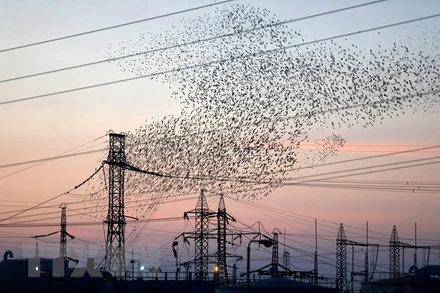 Mạng lưới điện tại thành phố Beersheva, Israel. (Ảnh: AFP/TTXVN)