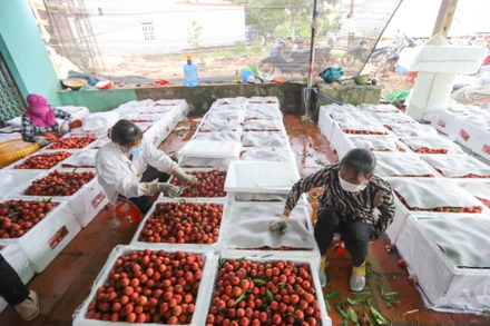 Ướp lạnh vải thiều trước khi vận chuyển xe lạnh lên của khẩu. (Ảnh: HÀ NAM)