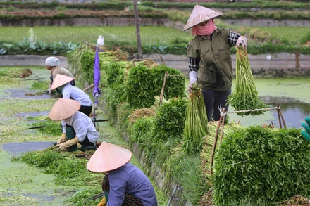 Từ một nền kinh tế nông nghiệp khép kín, Việt Nam đã viết nên một trong những câu chuyện thành công nhất về quá trình chuyển đổi kinh tế ở châu Á. (Ảnh: THÀNH ĐẠT)