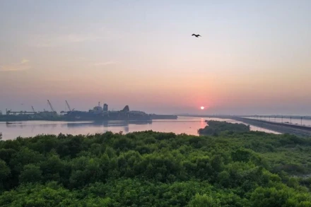 Quang cảnh rừng ngập mặn ở khu vực ven biển gần dự án "Java 7" ở Serang, tỉnh Banten, Indonesia. (Ảnh minh họa: Xinhua) 