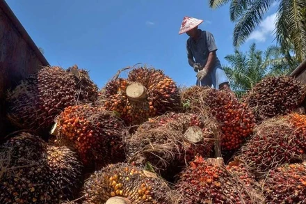 Nông dân thu hoạch cọ tại tỉnh Riau, Indonesia. (Ảnh: AFP/TTXVN)