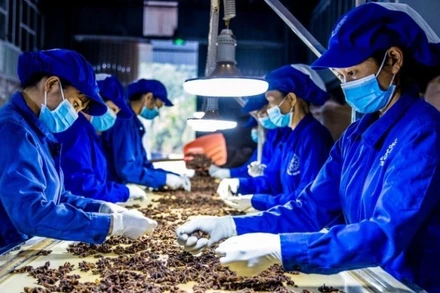 Thủ tướng Chính phủ chỉ đạo tháo gỡ khó khăn cho hoạt động xuất khẩu dược liệu