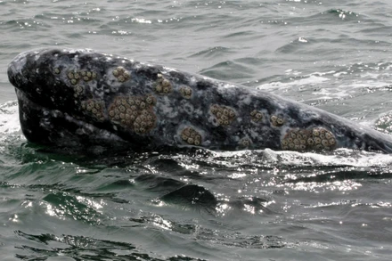 Một con cá voi xám nổi lên mặt nước với các đốm xám và đường vân màu trắng đặc trưng ở vùng biển ngoài khơi bán đảo Baja California, Mexico. Hàng năm, cá voi xám lại trải qua cuộc di cư vạn dặm từ bắc Thái Bình Dương lạnh giá đến vùng nước ấm của bán đảo Baja California để sinh sản. (Ảnh: Reuters)