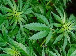 Tây Ban Nha triệt phá đường dây buôn ma túy dưới vỏ bọc hàng viện trợ Ukraine