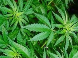 Tây Ban Nha triệt phá đường dây buôn ma túy dưới vỏ bọc hàng viện trợ Ukraine