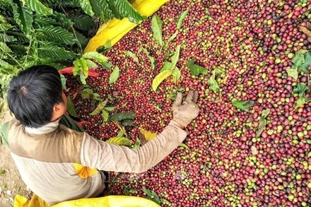 Cà-phê Việt Nam vẫn còn dư địa xuất khẩu sang Algeria do được doanh nghiệp nhập khẩu và người tiêu dùng đánh giá cao về chất lượng, hương vị. (Ảnh minh họa: TTXVN)