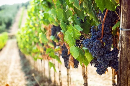 Chương trình Tastin'France giới thiệu nhiều loại vang đến từ những vùng sản xuất rượu vang nổi tiếng nhất của Pháp tới công chúng Việt Nam. (Ảnh: Business France) 