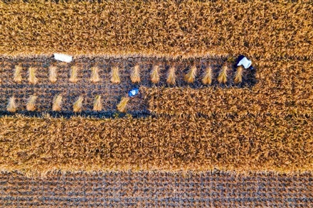 ADB công bố kế hoạch mở rộng hỗ trợ dài hạn cho an ninh lương thực và dinh dưỡng tại khu vực châu Á-Thái Bình Dương, với tổng mức tài trợ dự kiến lên tới 40 tỷ USD trong giai đoạn 2022-2030. (Ảnh minh họa: ADB) 