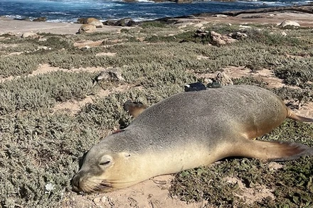Các nhà khoa học gắn camera và các cảm biến nhỏ trên lưng sư tử biển để thu thập dữ liệu về các môi trường sống dưới đáy biển chưa được khám phá. (Ảnh: Nathan Angelakis) 