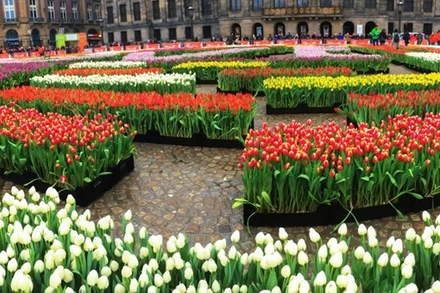 Mọi người có thể hái hoa Tulip miễn phí tại vườn hoa có khoảng 200.000 bông đang khoe sắc. (Nguồn: nltimes)