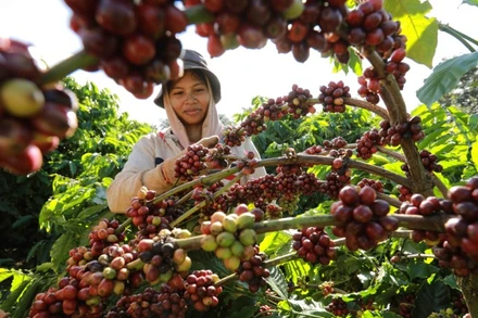 Thu hoạch cà-phê. (Ảnh minh họa: TTXVN) 