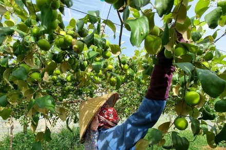 Ninh Thuận có nhiều lợi thế để phát triển ngành Halal. (Ảnh: TTXVN) 