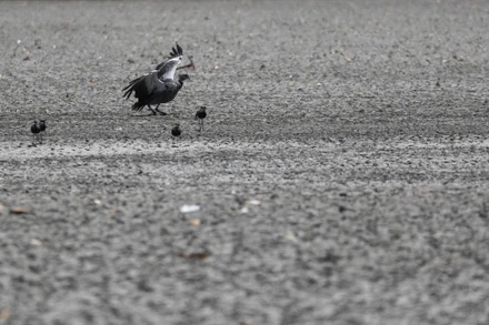 Đầm Navarro khô cạn do ảnh hưởng bởi La Nina, ở Navarro, Buenos Aires, Argentina. (Ảnh: Reuters) 