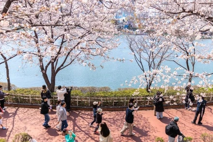 Người dân thưởng ngoạn hoa anh đào bên hồ Seokchon ở Seoul, Hàn Quốc, ngày 6/4/2025. (Ảnh: Xinhua) 