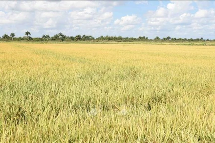 Cánh đồng lúa chín vàng tại tỉnh Pinar del Rio. (Ảnh minh họa: TTXVN)