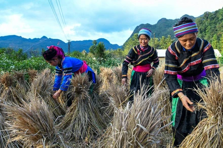 Việt Nam nỗ lực triển khai và thực thi Công ước CERD, tăng cường sự thụ hưởng các quyền về mọi mặt của người dân tộc thiểu số. (Ảnh minh họa: THÀNH ĐẠT) 