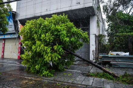Cây xanh gãy đổ trên đường phố Cẩm Phả. 