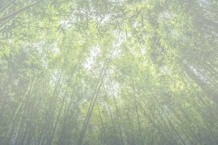 Kế thừa, phát huy truyền thống dân tộc, tư tưởng ngoại giao Hồ Chí Minh, quyết tâm xây dựng và phát triển nền đối ngoại, ngoại giao toàn diện, hiện đại, mang đậm bản sắc “Cây tre Việt Nam”