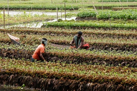 Người dân Bangladesh canh tác trên một trang trại nổi ở Nazirpur, Pirojpur. (Ảnh minh họa: Reuters)