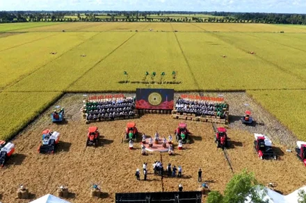 Xuất khẩu gạo là điểm sáng trong bức tranh kinh tế nước ta.