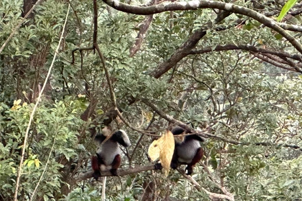 Voọc Chà Vá chân nâu ở Bạch Mã chụp chiều 4/3/2023.