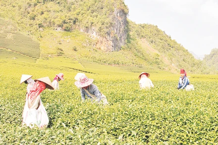 Vùng trồng chè được cấp nhãn hiệu chứng nhận “Chè Phổng Lái Thuận Châu”.