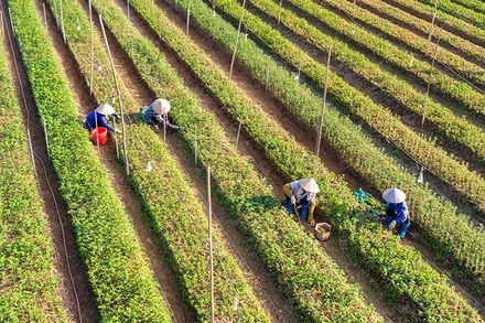 Mô hình trồng hoa tại xã Khánh Nhạc, huyện Yên Khánh. Ảnh | TRƯỜNG GIANG