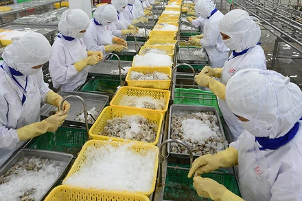 Chế biến thủy sản xuất khẩu ở Công ty CP Thủy sản Cafatex Hậu Giang. Ảnh | TRẦN QUỐC
