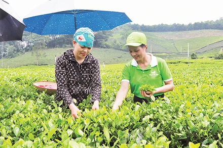 Chè Thái Nguyên là cây trồng đặc sản, chủ lực để nông dân phát triển kinh tế.