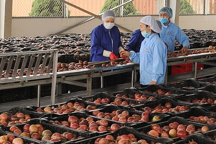 Sơ chế chanh leo xuất khẩu tại Công ty CP Thực phẩm xuất khẩu Đồng Giao. Ảnh | ĐỨC AN