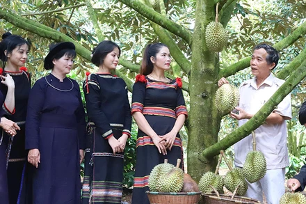 Sản xuất sầu riêng tại Hợp tác xã dịch vụ nông nghiệp sạch, huyện Krông Pắc. Ảnh | NGUYỄN CÔNG LÝ