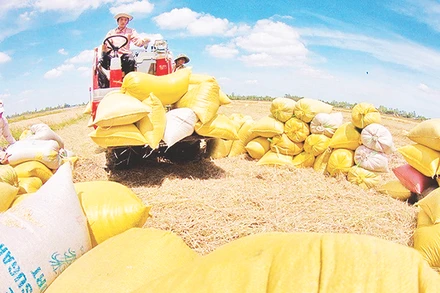 Thu hoạch lúa ở xã Vị Bình, huyện Vị Thủy, tỉnh Hậu Giang. Ảnh | DUY KHƯƠNG