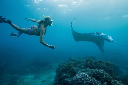 Lặn biển quan sát cá đuối ở Fiji. 