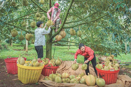 Nông dân Đắk Nông thu hoạch sầu riêng.