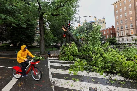 Cây tại thủ đô Washington bị mưa bão quật đổ, ngày 7/8/2023. (Ảnh: Reuters)