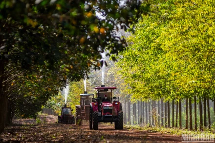 [Ảnh] Dưỡng mầm non cho cây “vàng trắng”