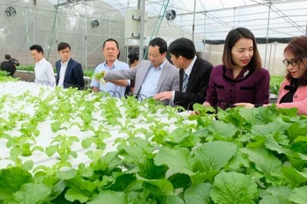 Mô hình trồng rau thủy canh tại xã Mai Đình, huyện Sóc Sơn. Ảnh: Trọng Tùng