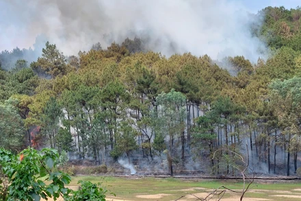 Hiện trường vụ cháy rừng xảy ra tại huyện Sóc Sơn ngày 4/6. 