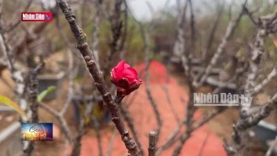 Nỗ lực cung ứng đào Nhật Tân cho dịp Tết Nguyên Đán