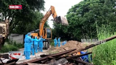 Tiêu hủy đàn hổ chết do dính cúm A/H5N1