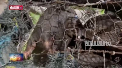 Quảng Trị: Bắt giữ vụ vận chuyển 6 cá thể tê tê